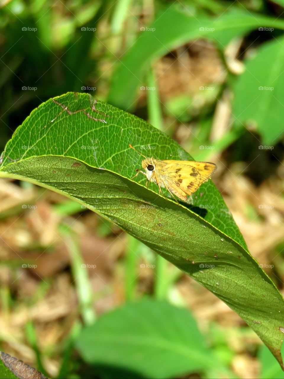 fiery skipper
