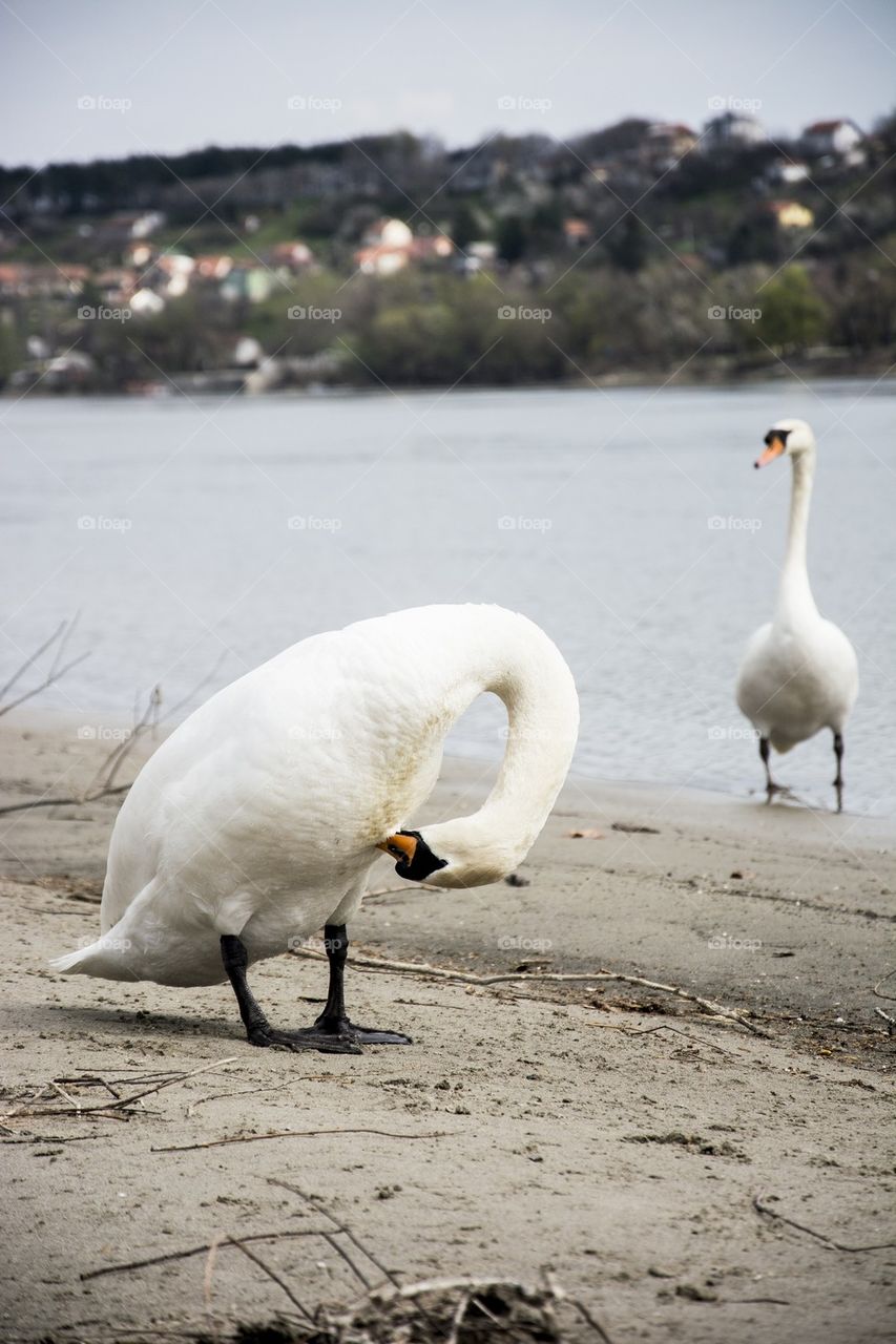 swans flirting