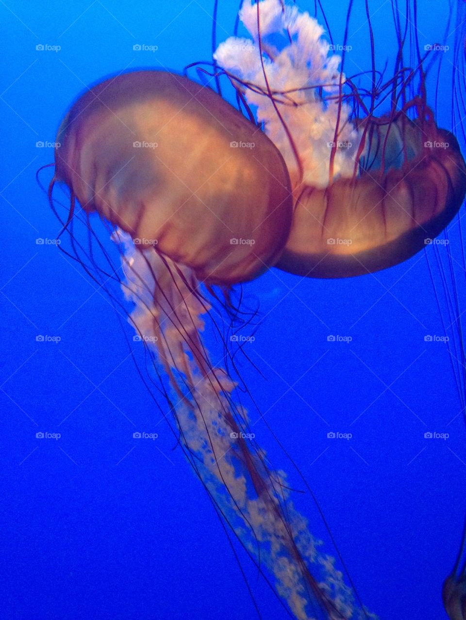 2 Jellyfish