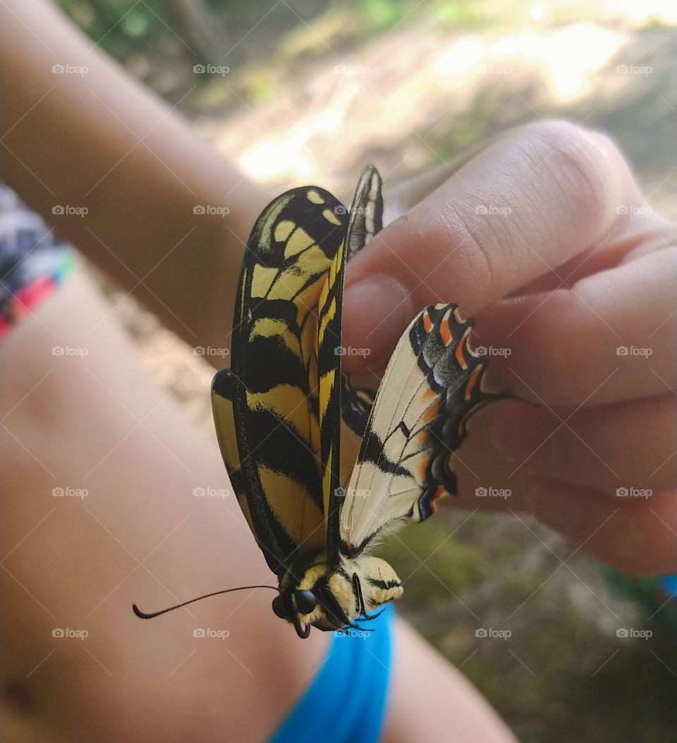 Holding monarch yellow butterfly mid-flight gently by the wings outdoors.