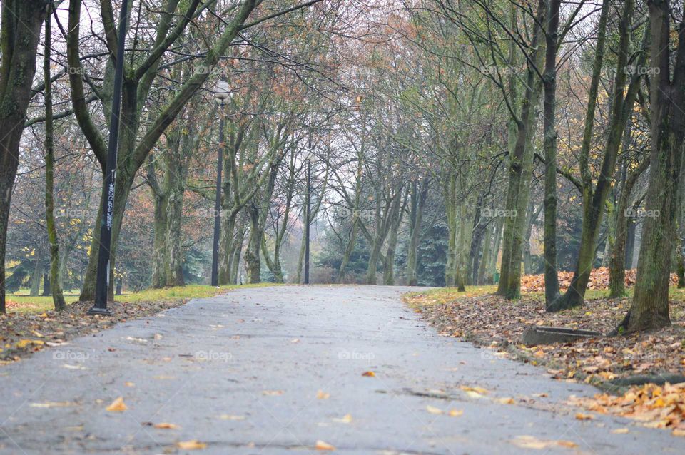 autumn alley