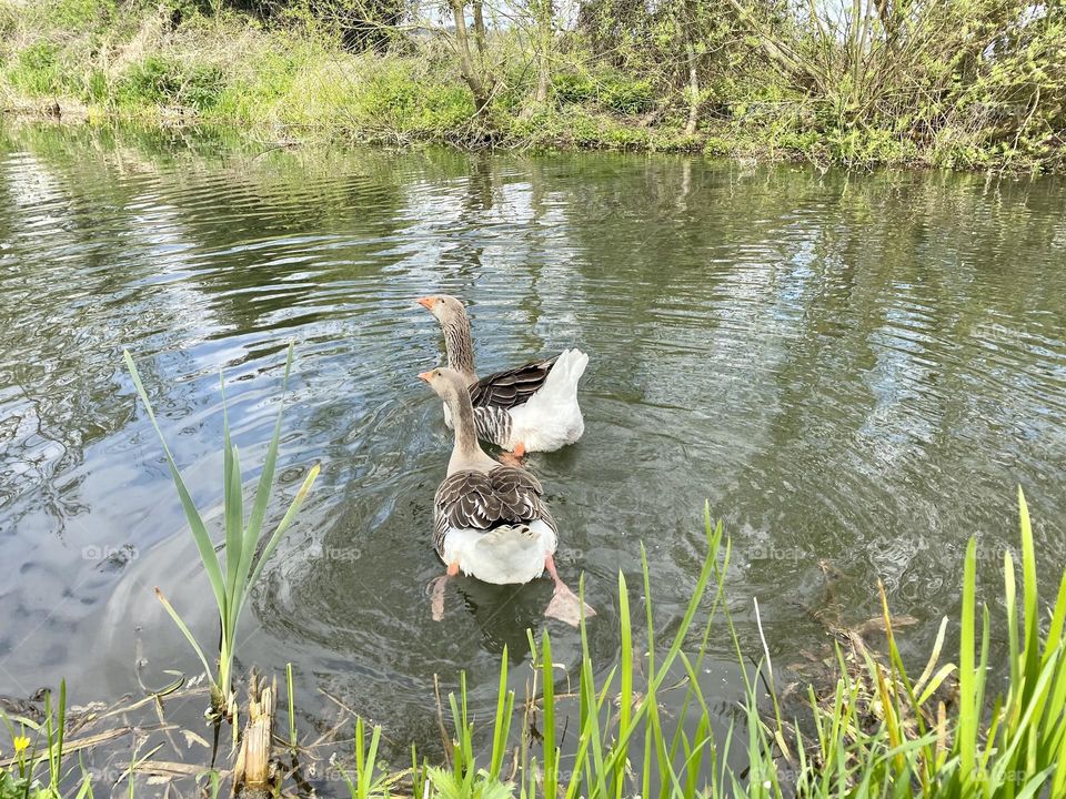 Gooses run away