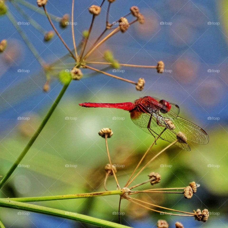 Red dragonfly