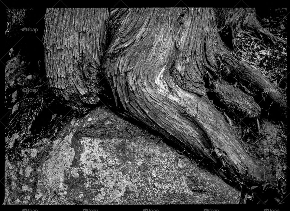 Saint-Sauveur Tree Rock