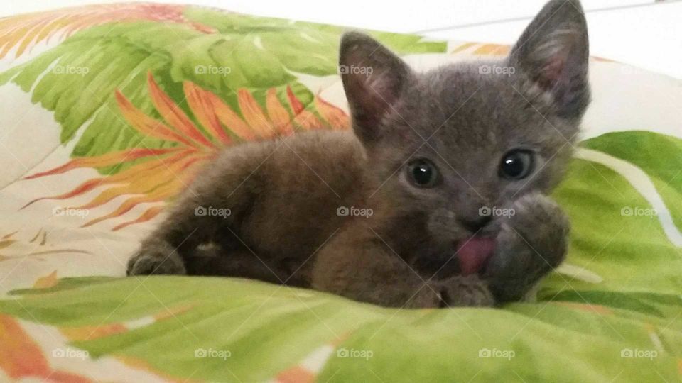 A gray kitten linking his paw