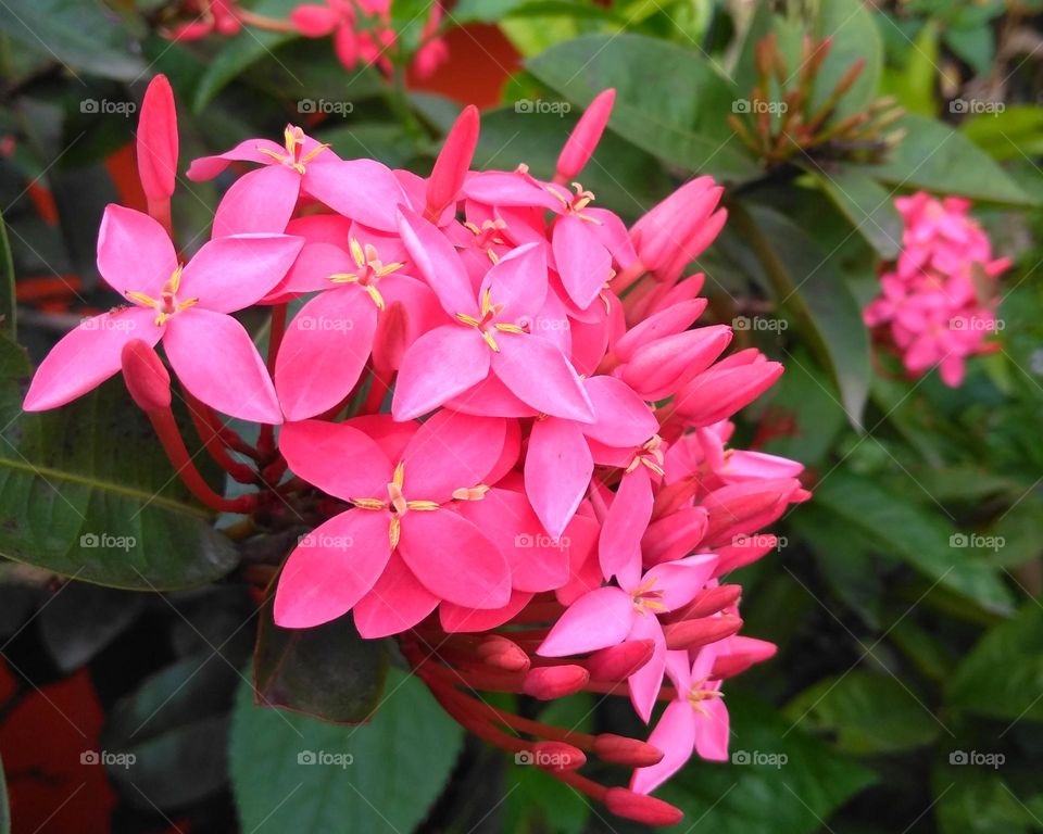 Pink flower on the park