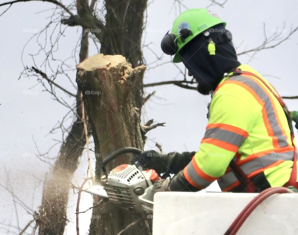 Tree cutter cutting a tree