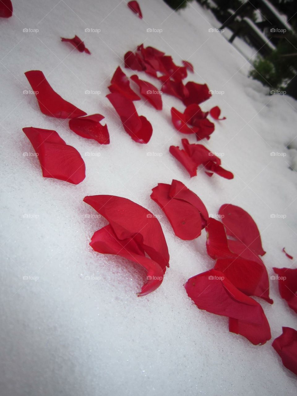 Rose petals in the snow 