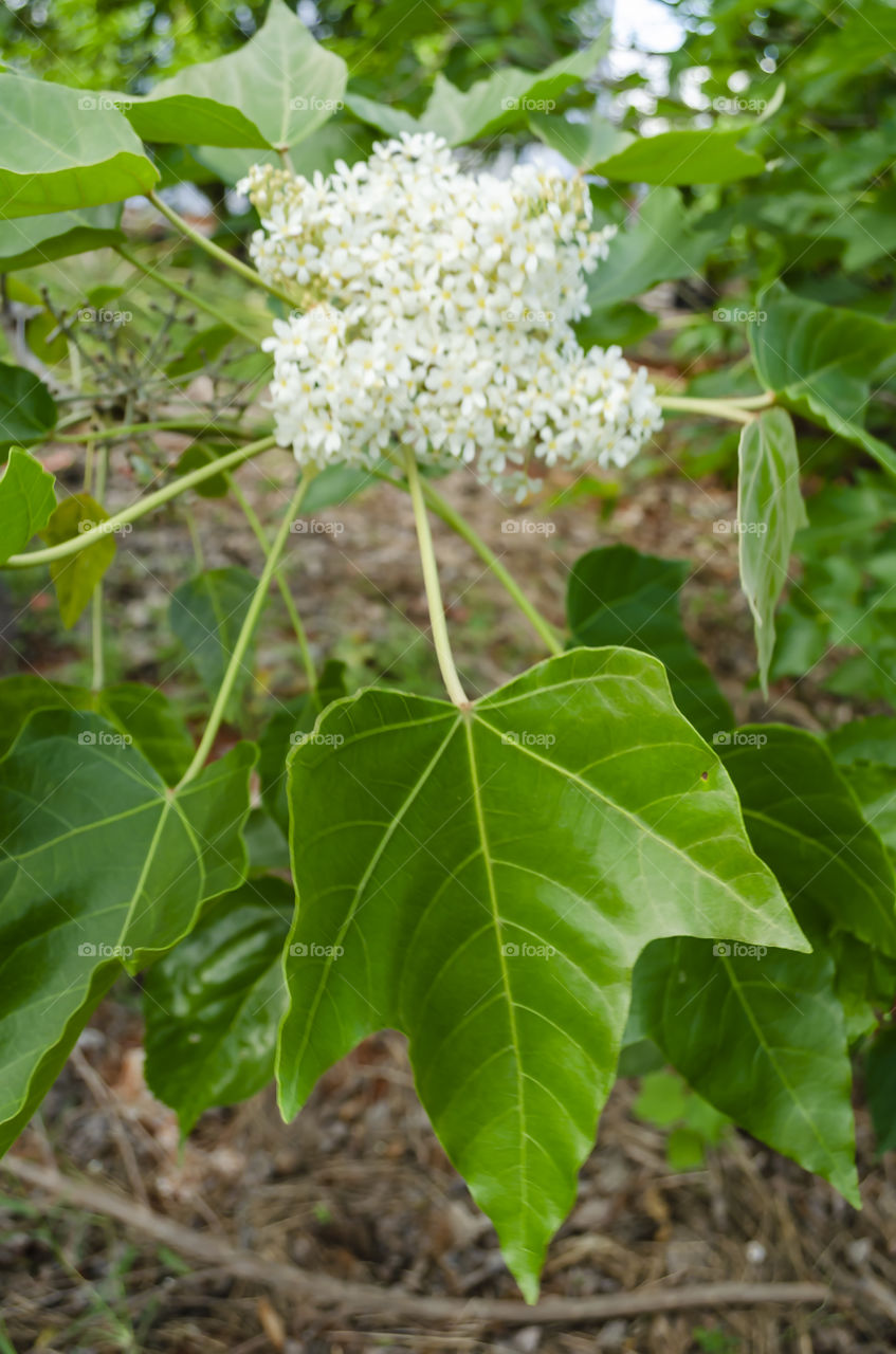 Candle Nut Blossom And Leaf