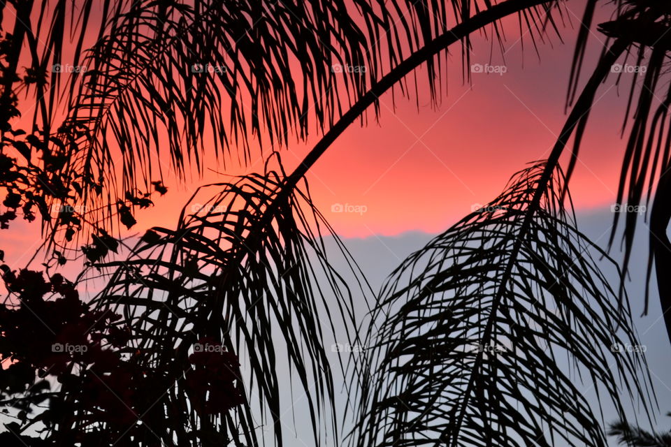 Queen Palm Frond and Pink and Blue Sky