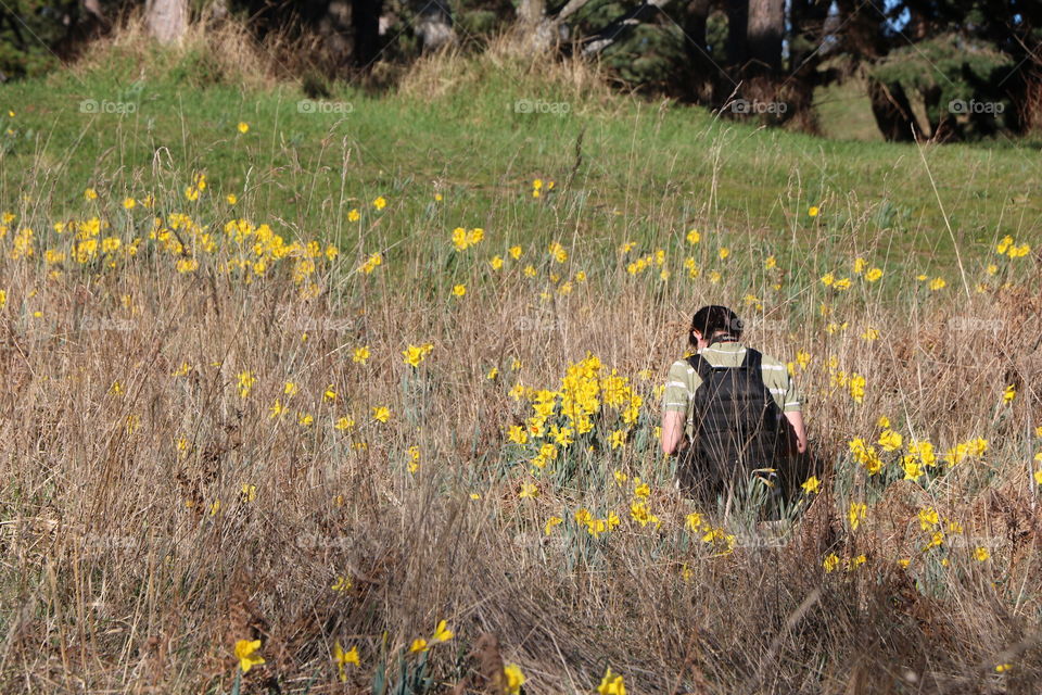 Lost among daffodils 