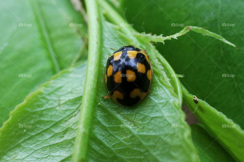 Ladybug