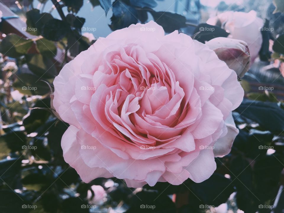 pure rose