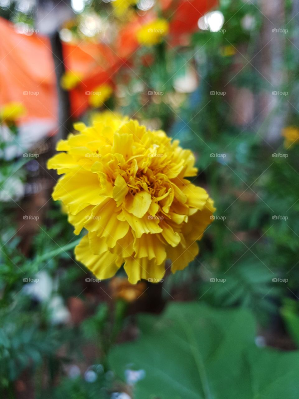 flower