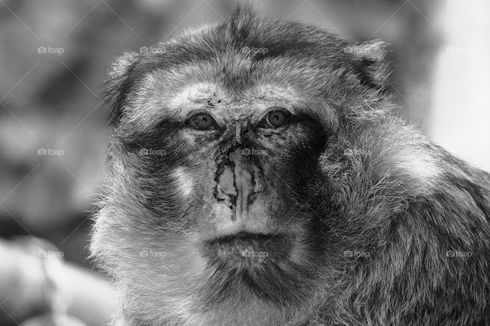 Sad monkey 