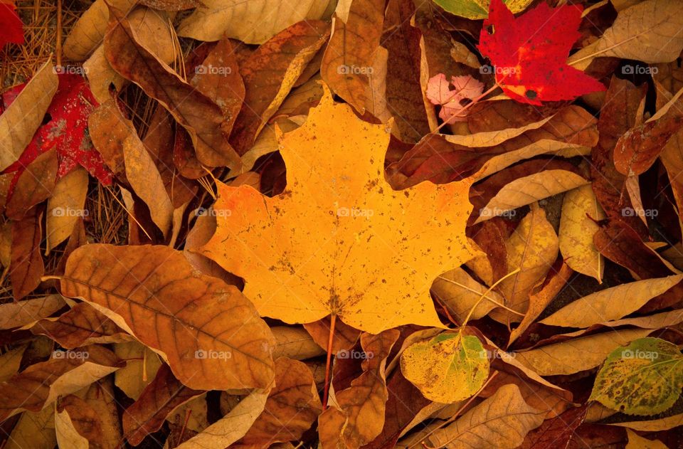 Fallen autumn leaves covering the ground with a large warm yellow orange maple leaf front and center. New England, USA.