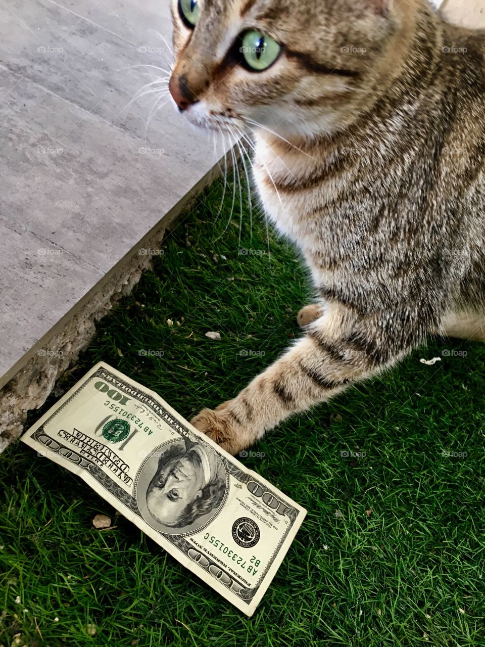 Cute cat with banknote