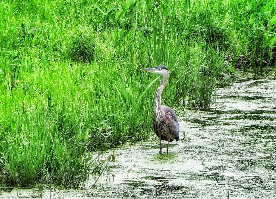 Blue Heron Boucherville Québec 