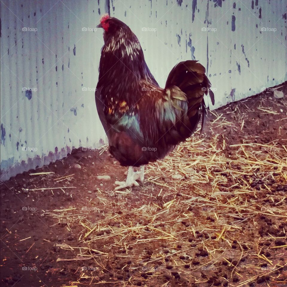 Rooster on the farm