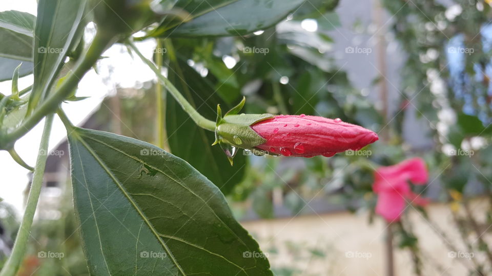 #flower #floral #flora #nature #hibiscus #redflower #redcolour #tropical #booming #leaf #greenleaves #garden #fairweather #park #outdoor #rainy #raindrops