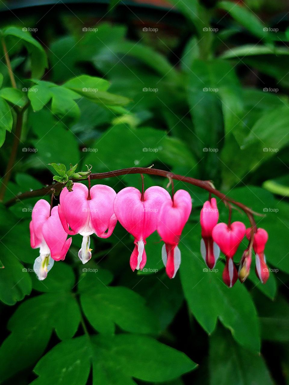 Nature. Flowers "Lamprocapnos spectabilis". Pink flowers in the shape of a heart. In the background green leaves
