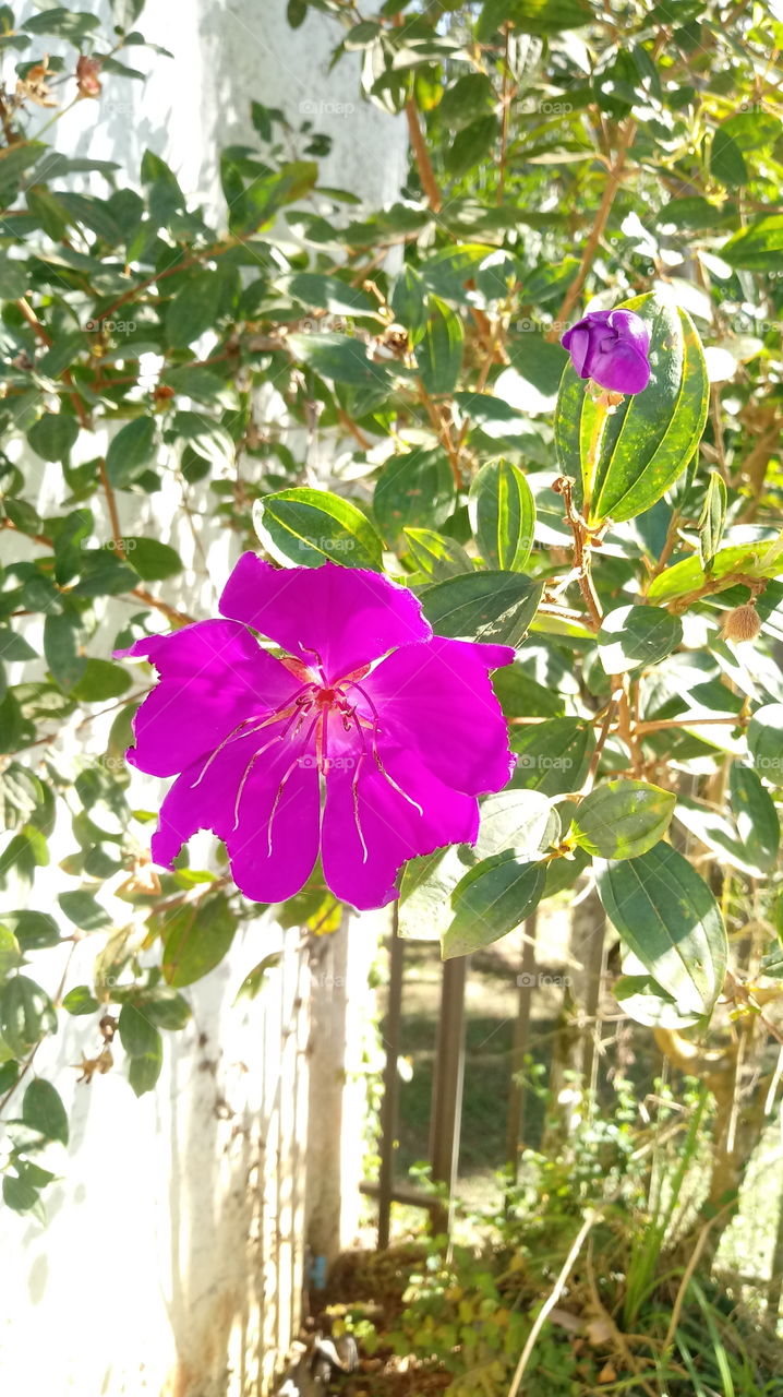 BLUME BLÄTTER BUSCH