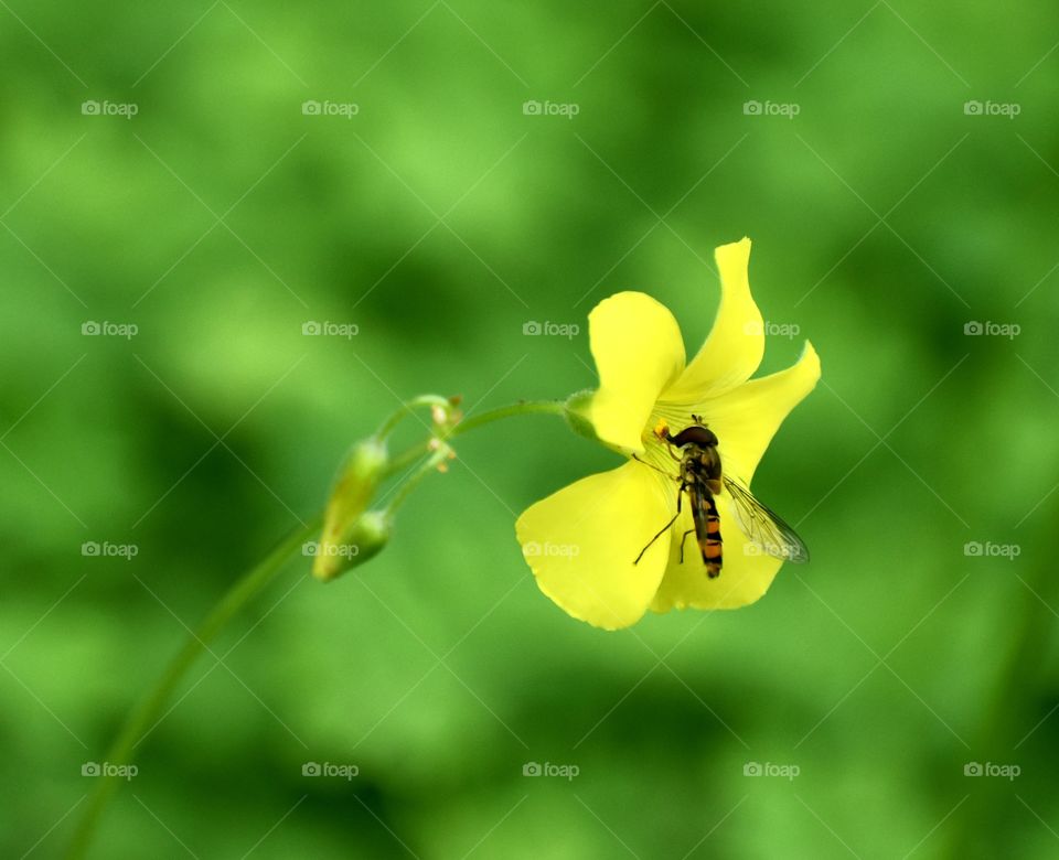 Bee and flower