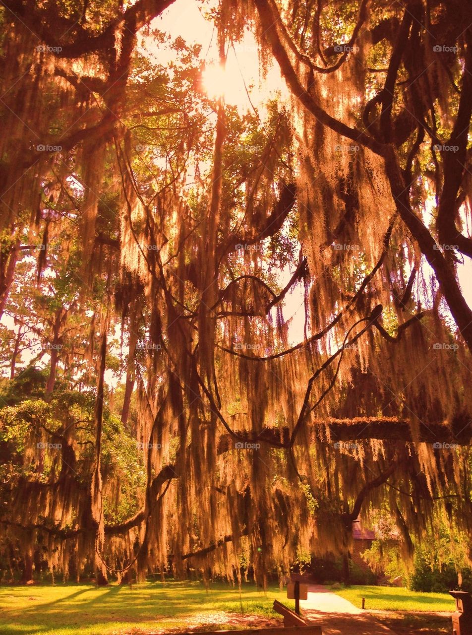 Spanish moss in sunlight