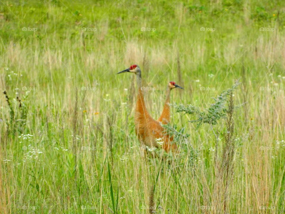 Cranes