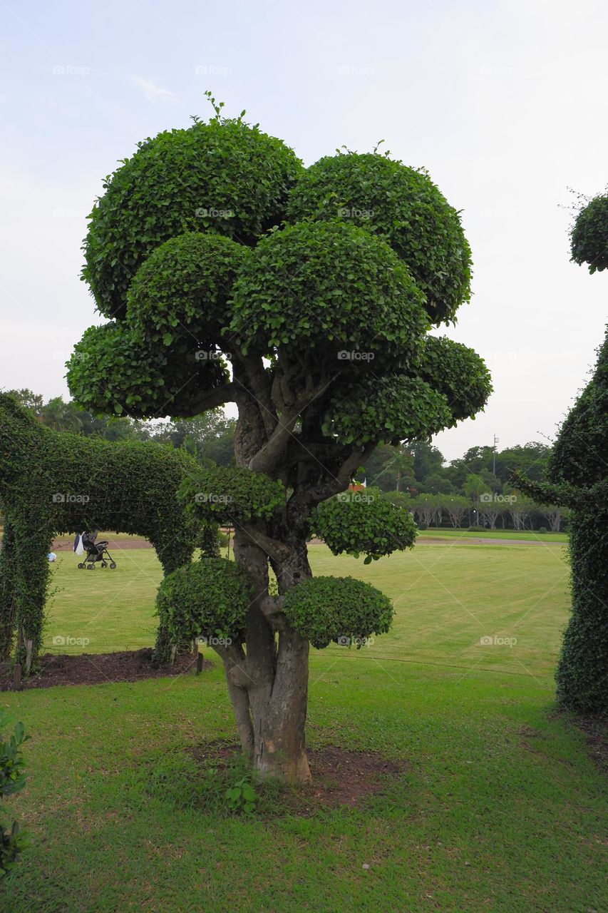 The tree is cut into a multi-tiered