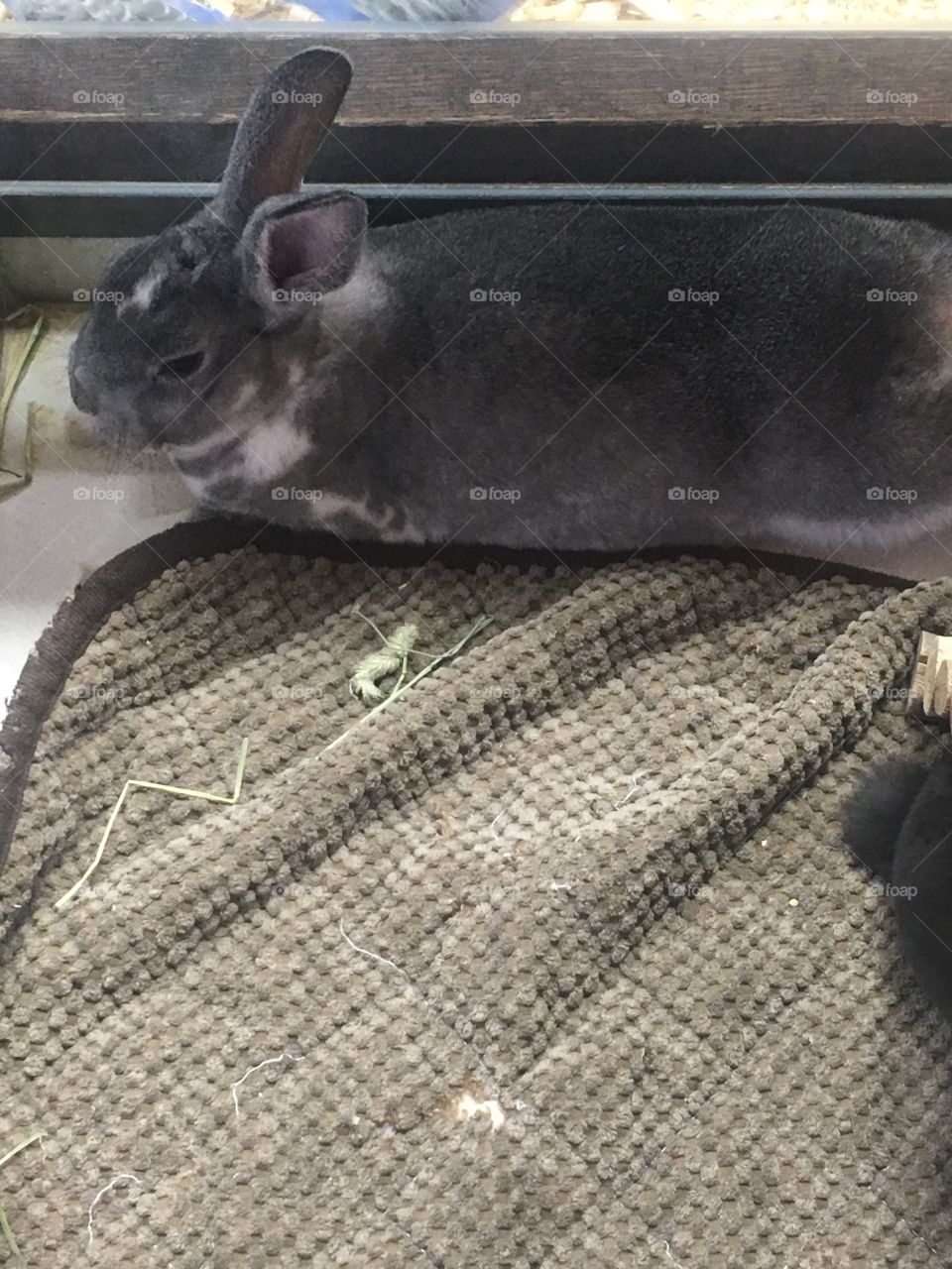 Bunny at the pet store 