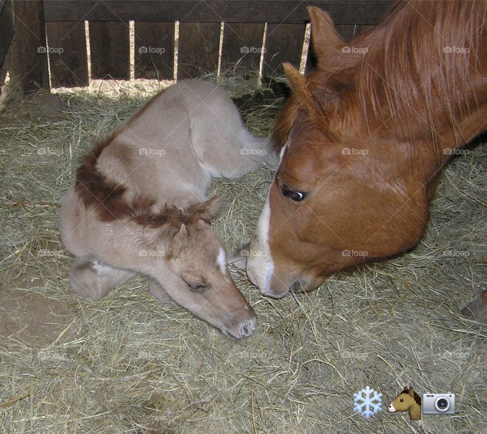 First Foal