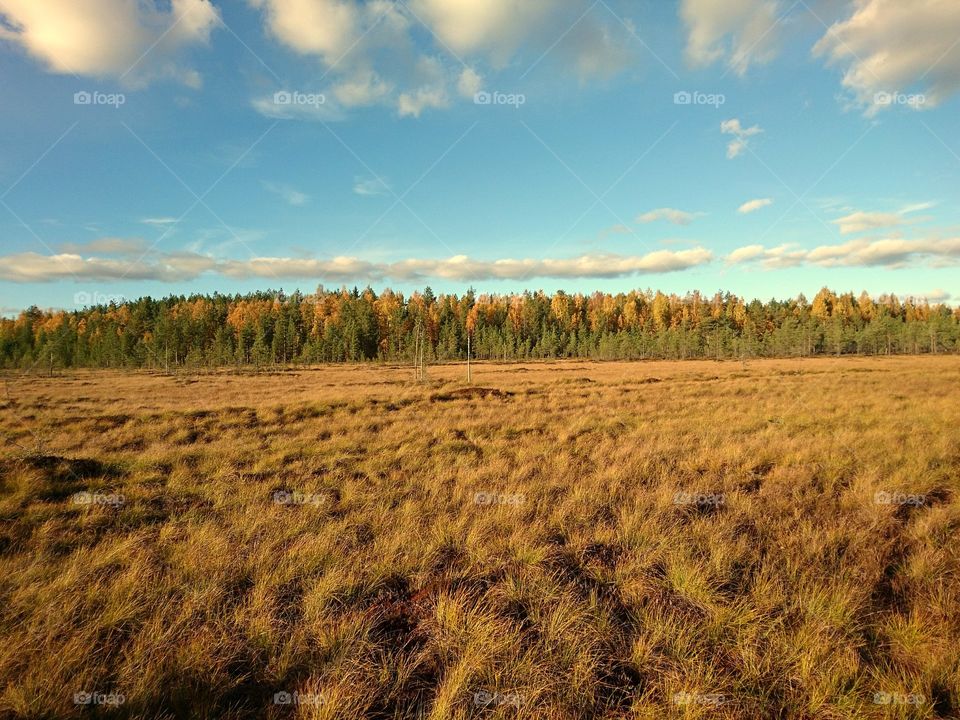 Tree line