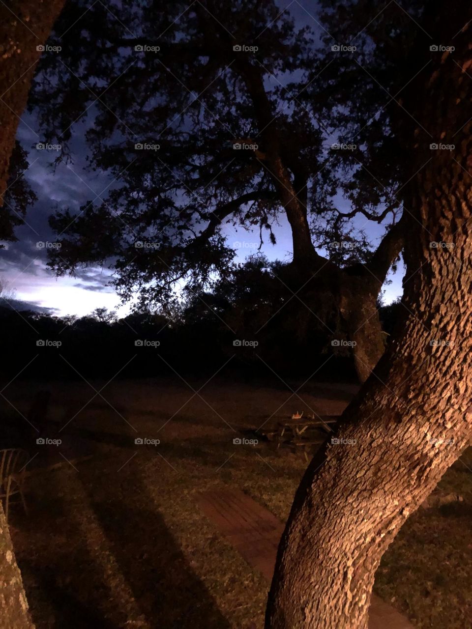 Last of sun peeking over the trees, making the live oak stand out at the ranch in Texas!