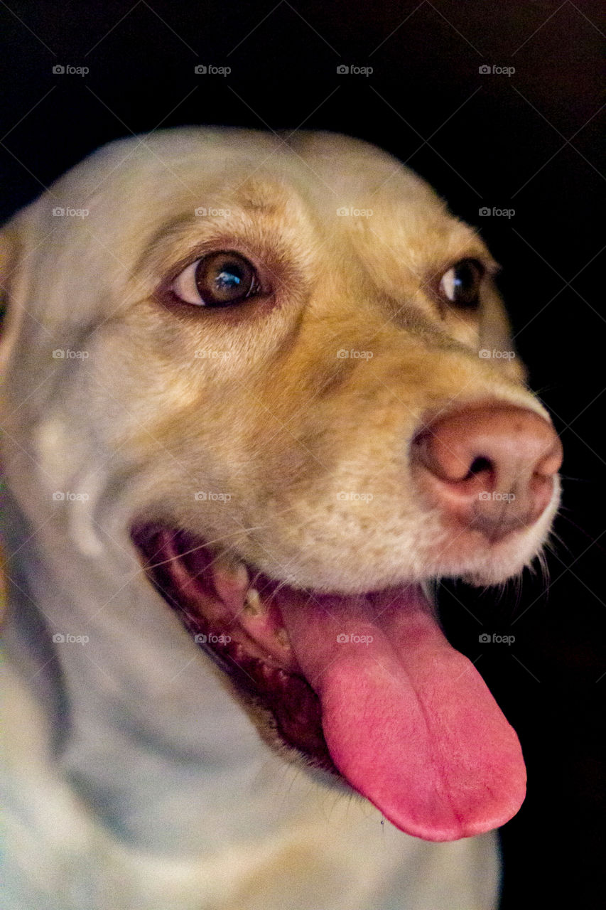 A dog doesn't care if you're rich or poor... Give him your heart, and he'll give you his.