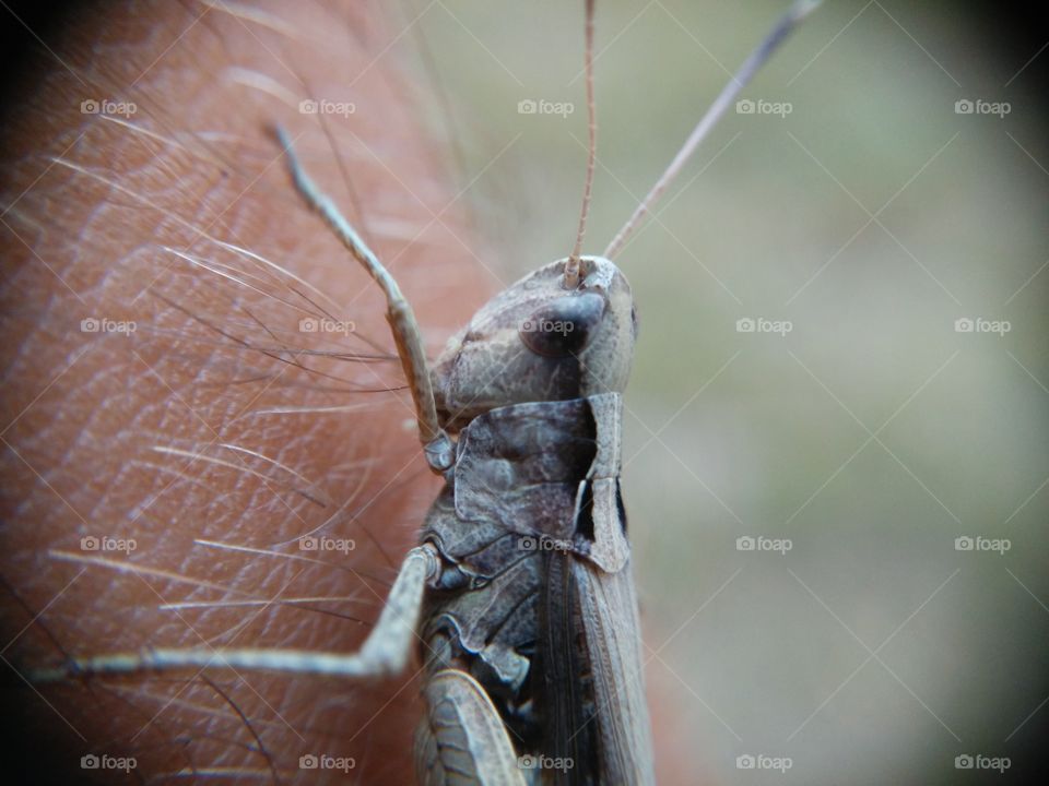 Picture taken with my smartphone and macro lens.