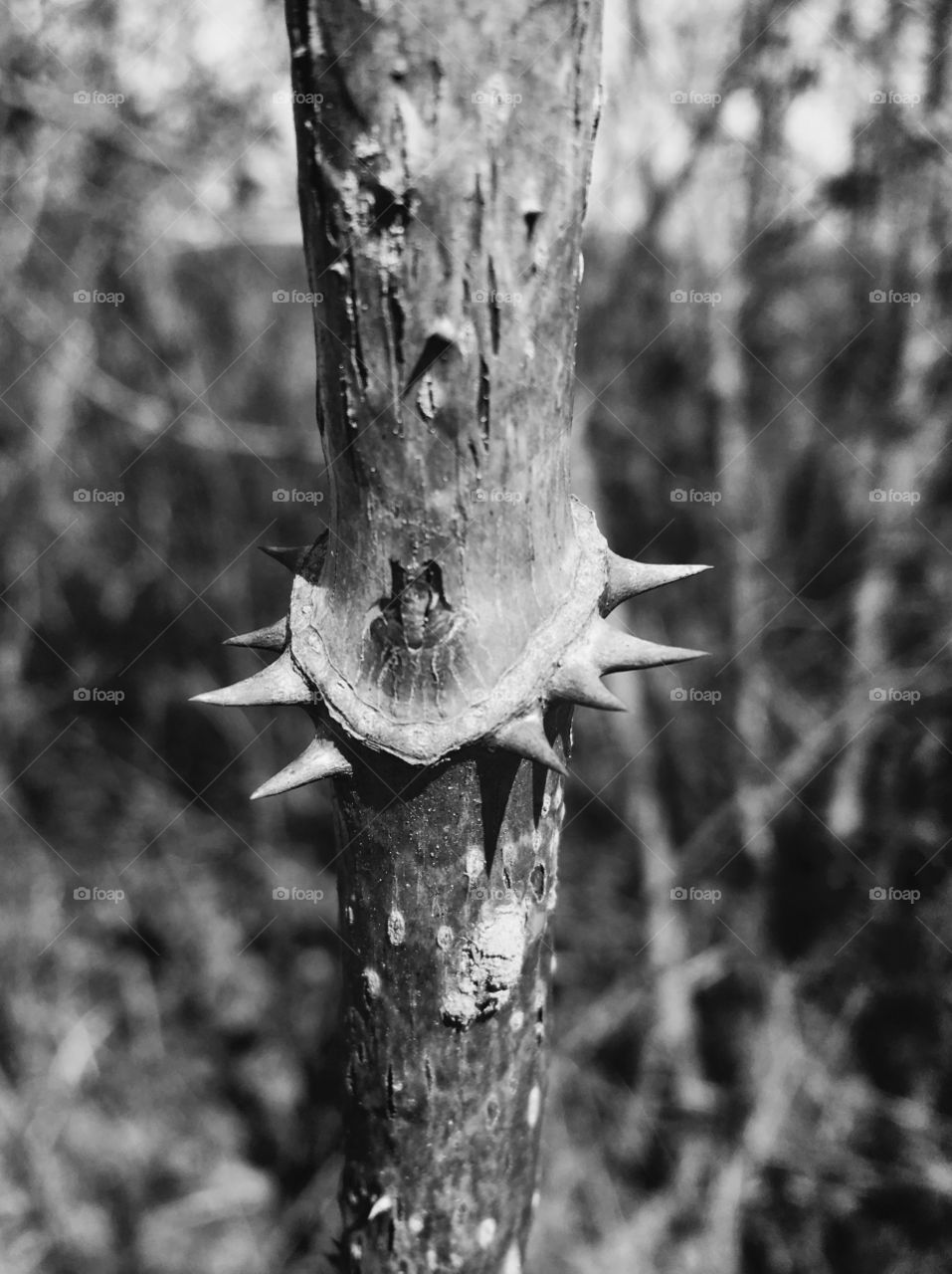 Black and white closeup of Devil’s Walkingstick or Hercules’ Club along a trail at Yates Mill Park in Raleigh North Carolina, Triangle area, Wake County. 