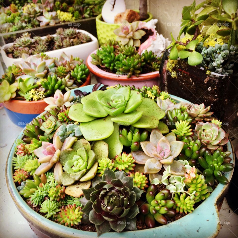 Succulents. A mini arrangement of succulent. DIY 