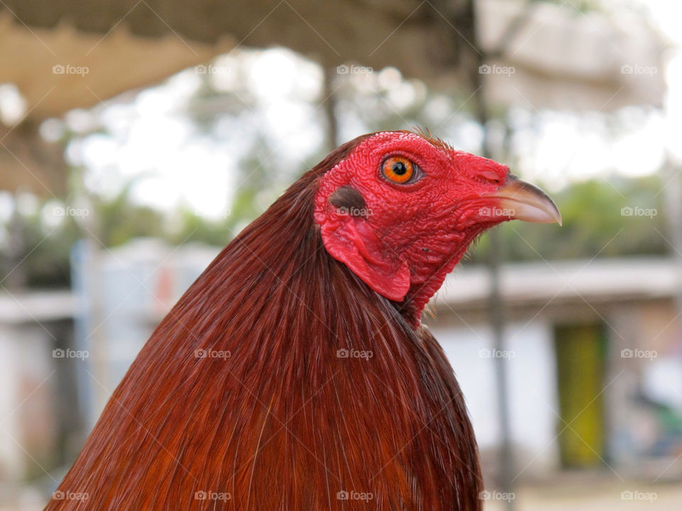 red animal eye bird by shotmaker