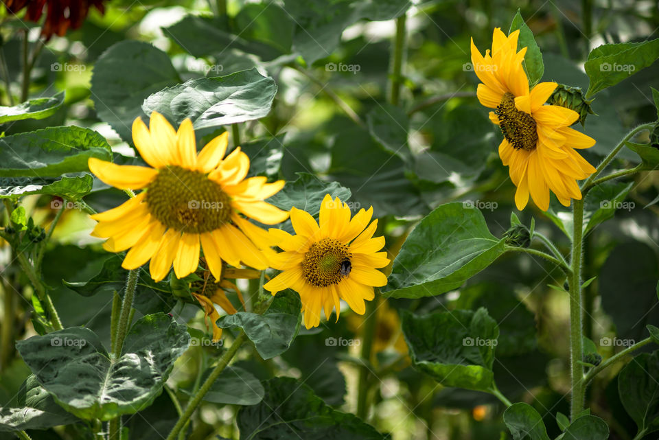 sunflowers bees and bumblebees