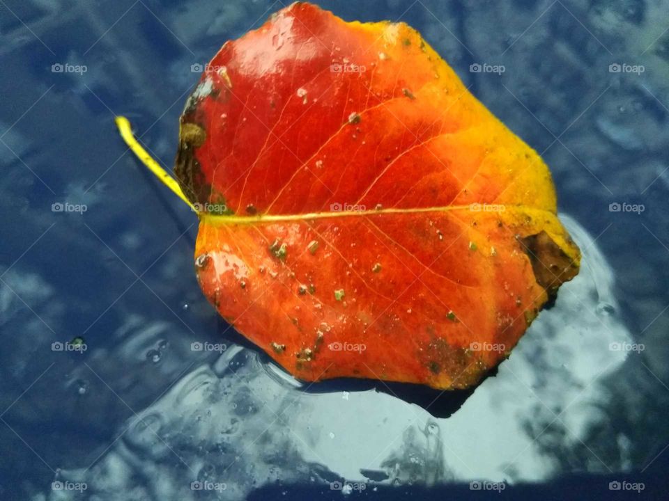 Brightly colored leaf