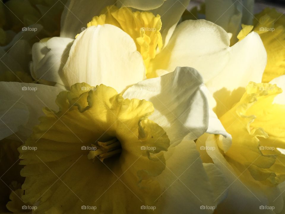 Tw flower of narcissus. Light and shadows yellow flowers background. Spring flowers. 