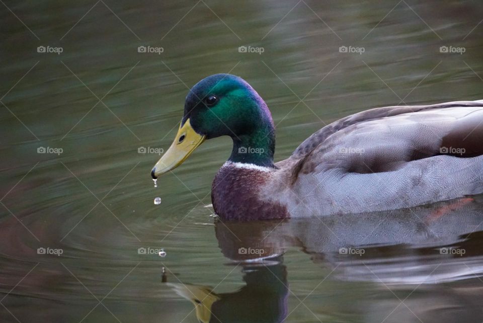 Mallard 