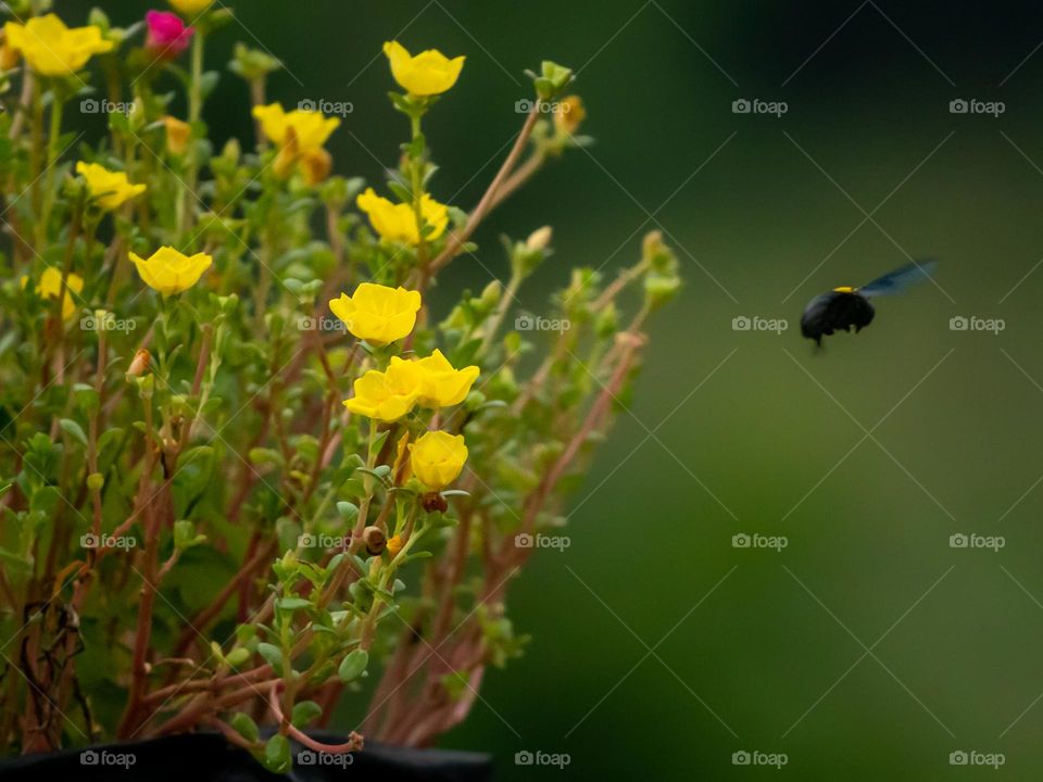 Bee attracting towards blossom