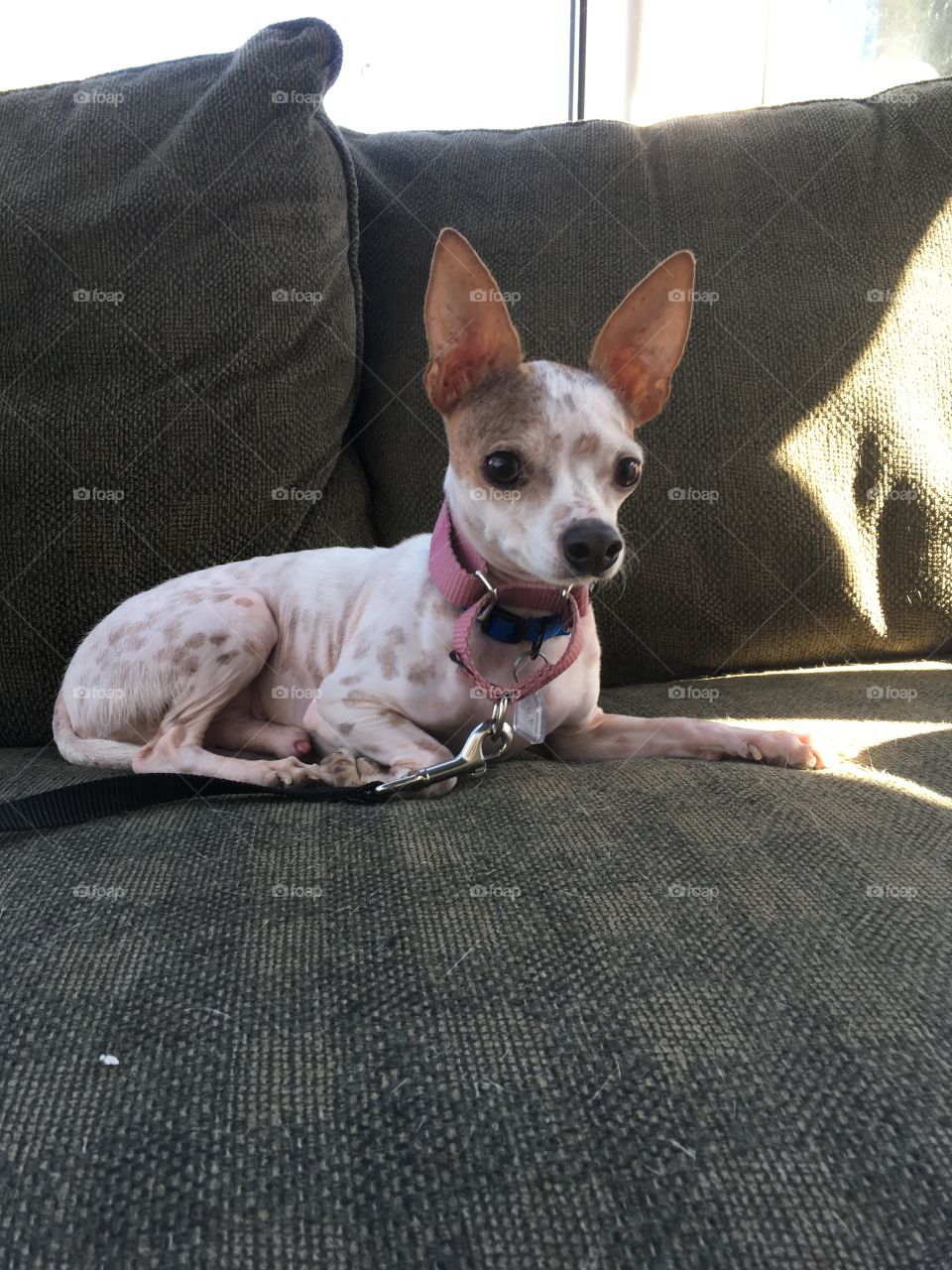 Simba!  Chihuahua/Chinese crested Mix, Senior Pup
Tiny Simba is easy to love.  Very quiet and just likes to snuggle with his human.  