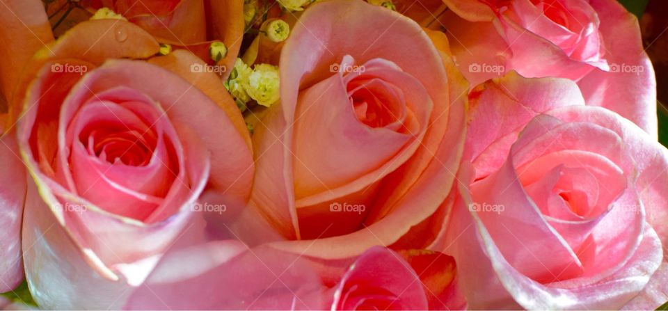 Pink roses