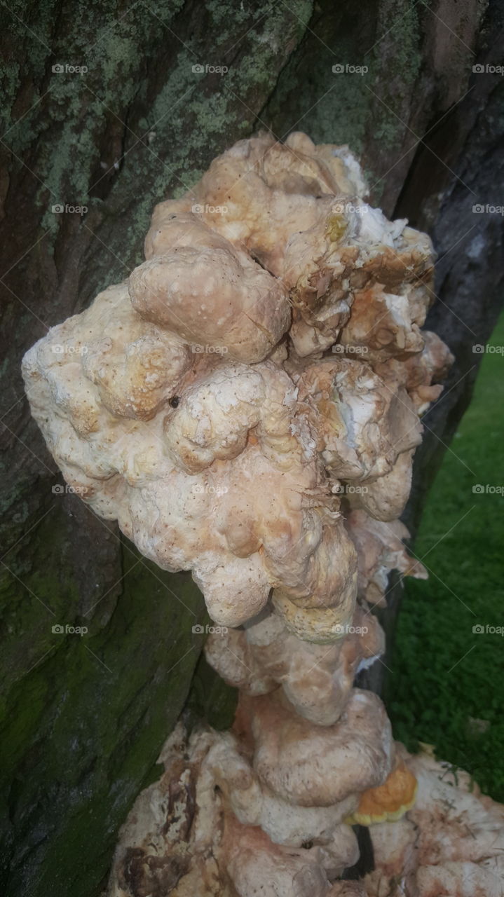 fungus