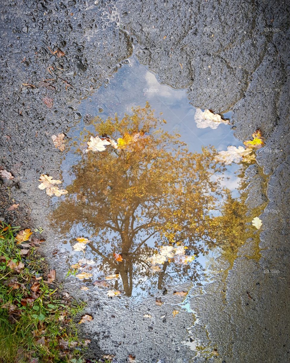 Autumn Tree mirror in puddle
