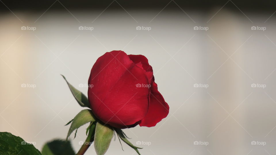 Red rose