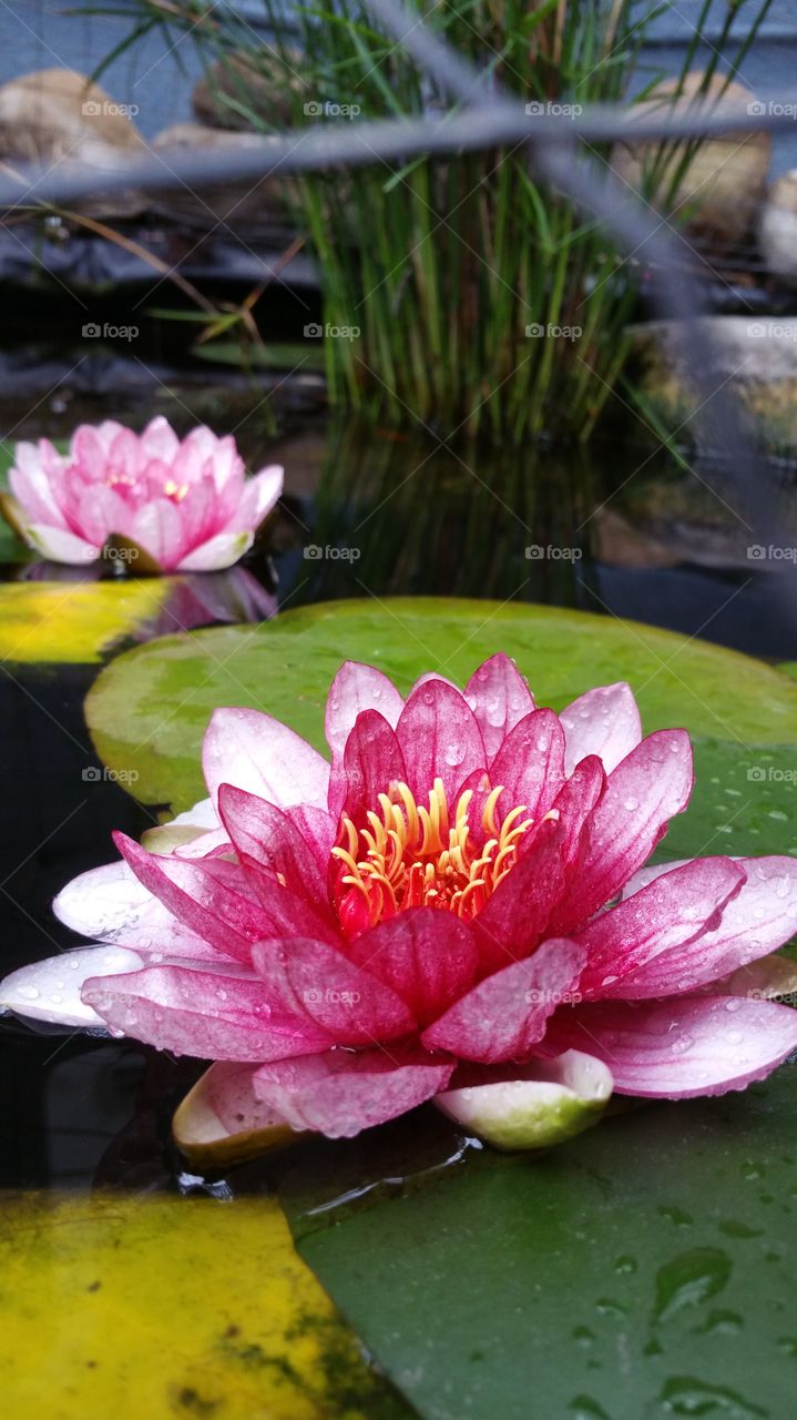 Lotus, Pool, Flower, Lily, Garden